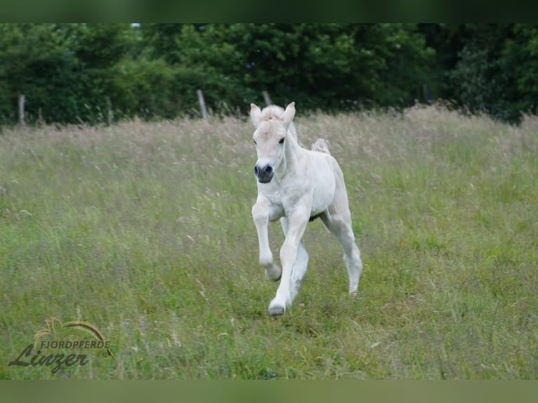 Caballo del fiordo noruego (Fjord) Caballo castrado 1 año 147 cm Bayo in Remscheid