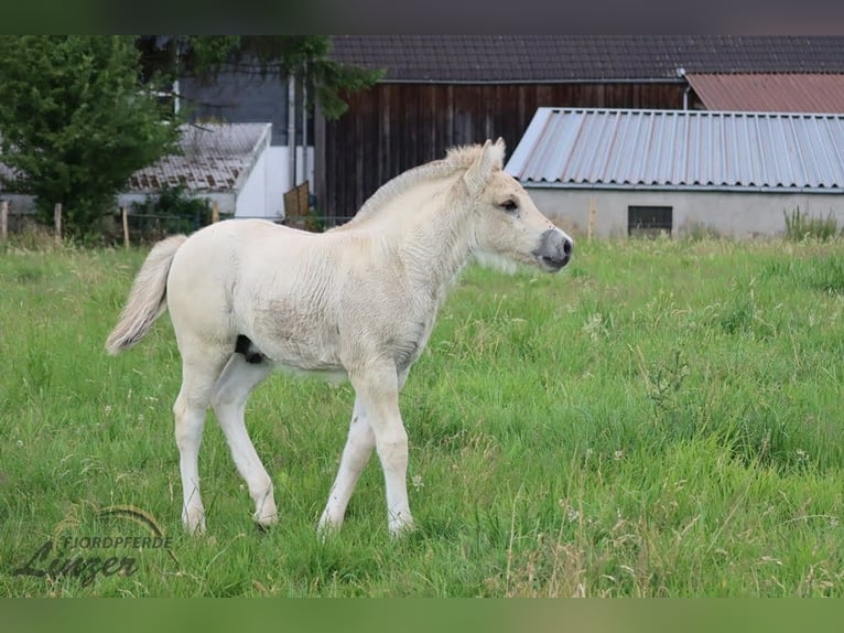 Caballo del fiordo noruego (Fjord) Caballo castrado 1 año 147 cm Bayo in Remscheid