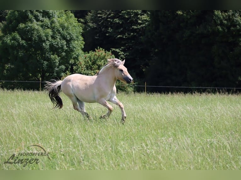 Caballo del fiordo noruego (Fjord) Caballo castrado 1 año 147 cm Bayo in Remscheid