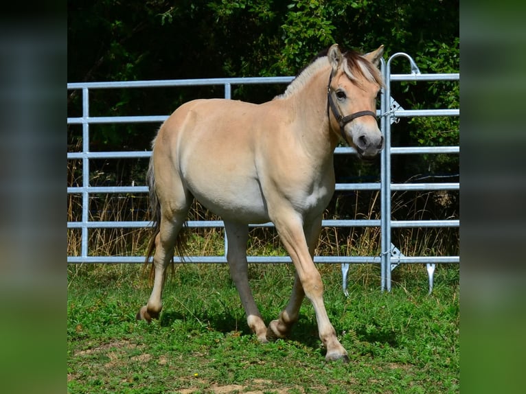 Caballo del fiordo noruego (Fjord) Caballo castrado 1 año 147 cm  in Obertaufkirchen