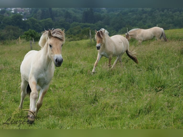 Caballo del fiordo noruego (Fjord) Caballo castrado 1 año 150 cm Bayo in Remscheid