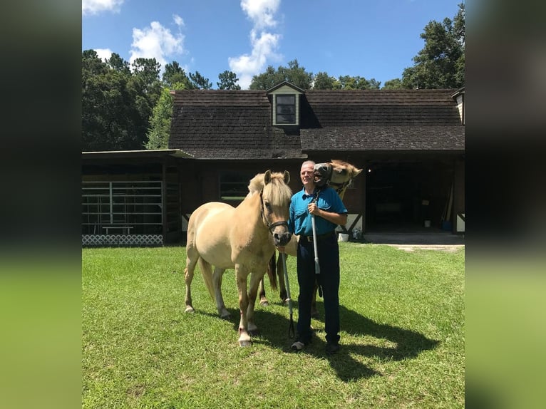 Caballo del fiordo noruego (Fjord) Caballo castrado 20 años 142 cm Red Dun/Cervuno in Ocala, FL