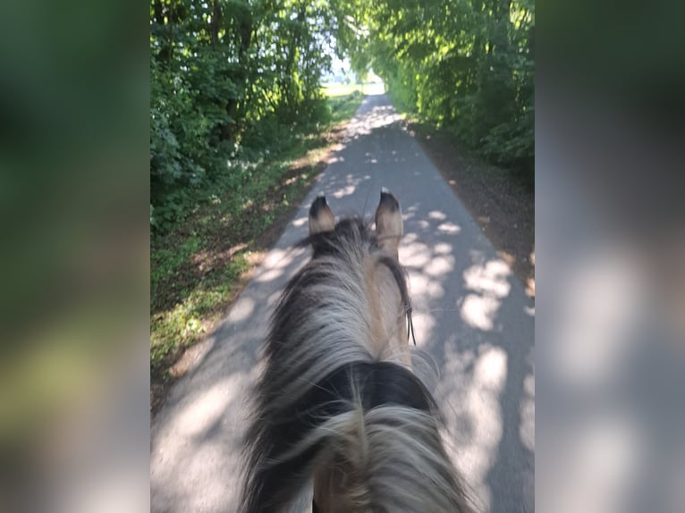 Caballo del fiordo noruego (Fjord) Mestizo Caballo castrado 23 años 146 cm Bayo in Detmold