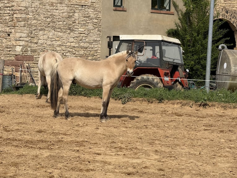 Caballo del fiordo noruego (Fjord) Caballo castrado 2 años 144 cm Bayo in Gerbstedt
