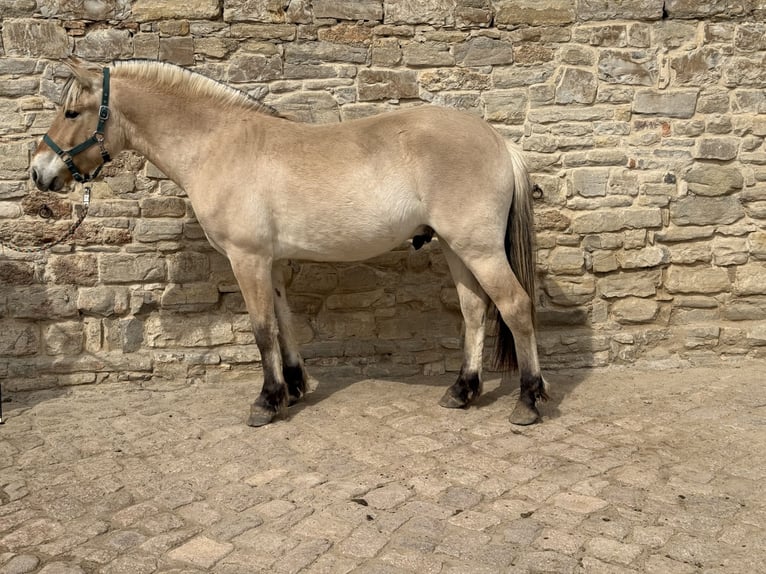Caballo del fiordo noruego (Fjord) Caballo castrado 2 años 155 cm Bayo in Gerbstedt