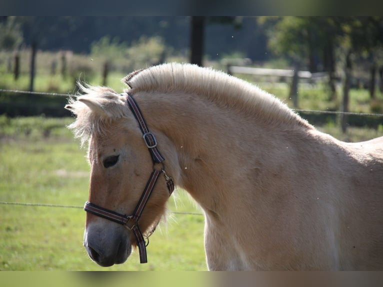 Caballo del fiordo noruego (Fjord) Caballo castrado 3 años 141 cm Bayo in Celle
