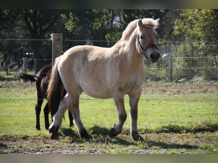 Caballo del fiordo noruego (Fjord) Caballo castrado 3 años 141 cm Bayo in Celle