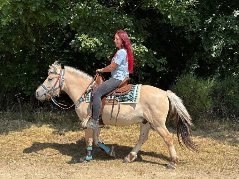 Caballo del fiordo noruego (Fjord) Caballo castrado 3 años 142 cm Bayo in Linkenbach