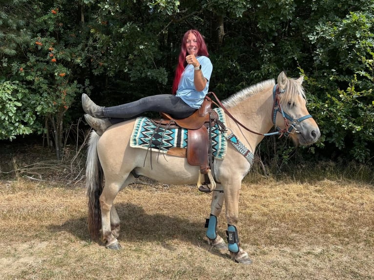 Caballo del fiordo noruego (Fjord) Caballo castrado 3 años 142 cm Bayo in Linkenbach
