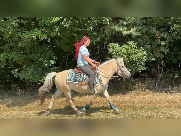 Caballo del fiordo noruego (Fjord) Caballo castrado 3 años 142 cm Bayo in Linkenbach