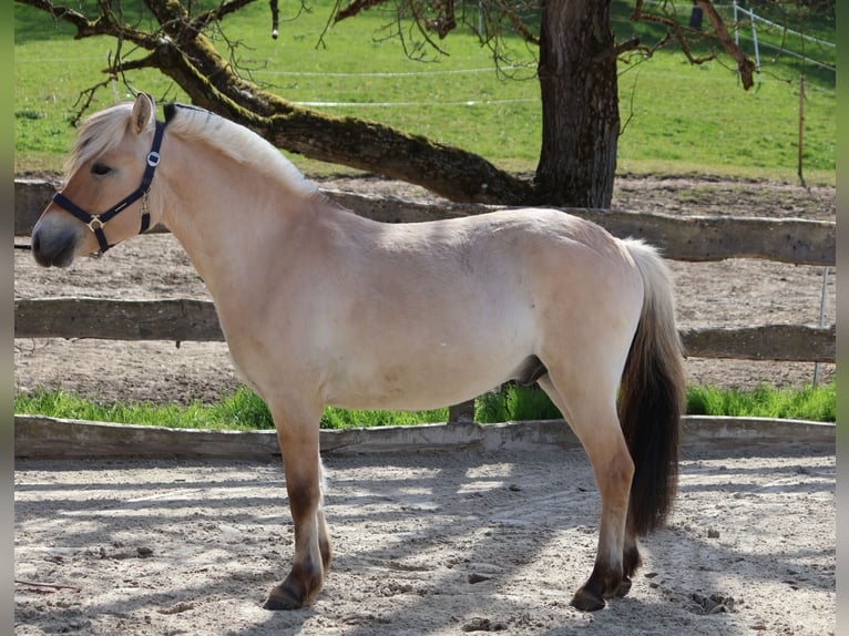 Caballo del fiordo noruego (Fjord) Caballo castrado 3 años 142 cm Bayo in Lautertal