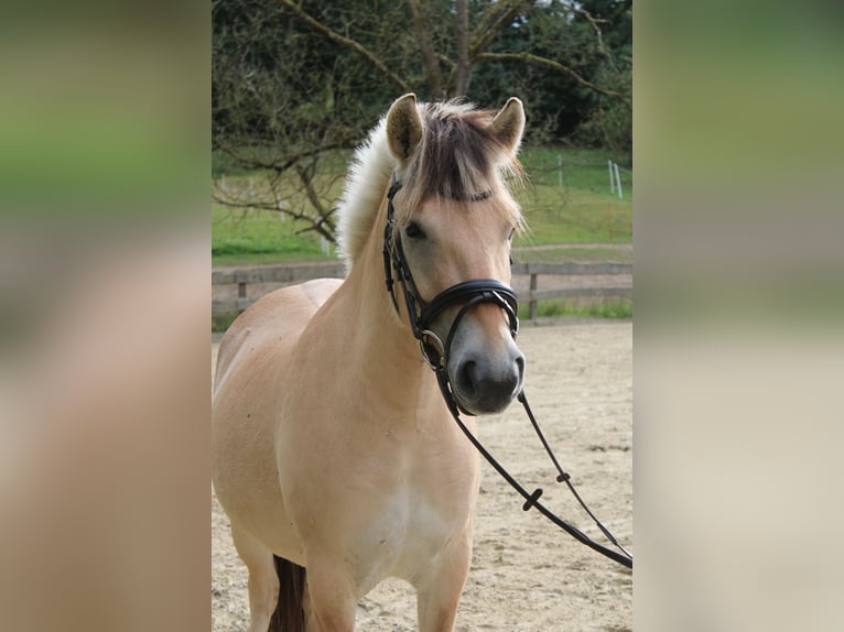 Caballo del fiordo noruego (Fjord) Caballo castrado 3 años 144 cm Bayo in Lautertal
