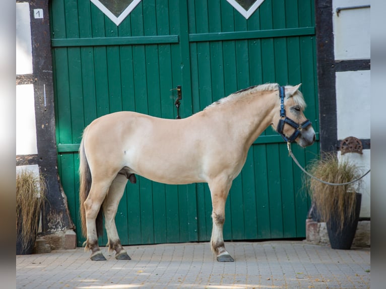 Caballo del fiordo noruego (Fjord) Caballo castrado 3 años 147 cm Bayo in Lotte