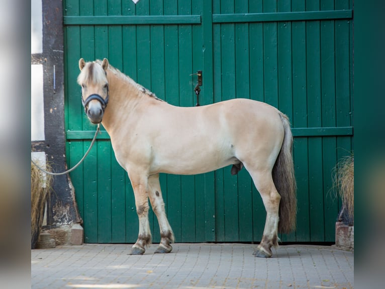 Caballo del fiordo noruego (Fjord) Caballo castrado 3 años 147 cm Bayo in Lotte