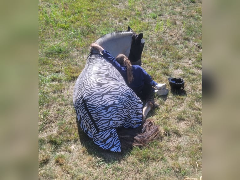 Caballo del fiordo noruego (Fjord) Caballo castrado 3 años 147 cm Bayo in D&#xF6;llen