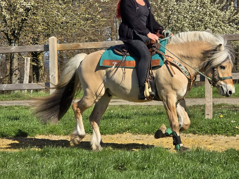 Caballo del fiordo noruego (Fjord) Caballo castrado 3 años 148 cm Bayo in Linkenbach