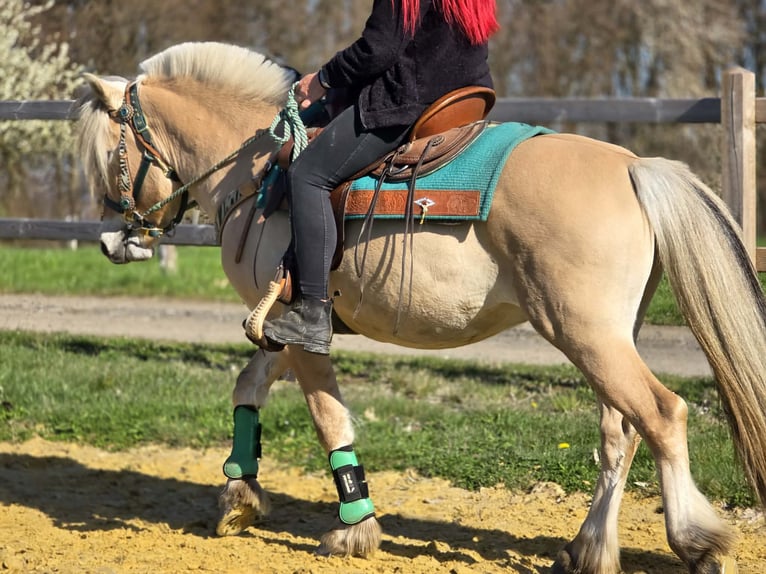 Caballo del fiordo noruego (Fjord) Caballo castrado 3 años 148 cm Bayo in Linkenbach