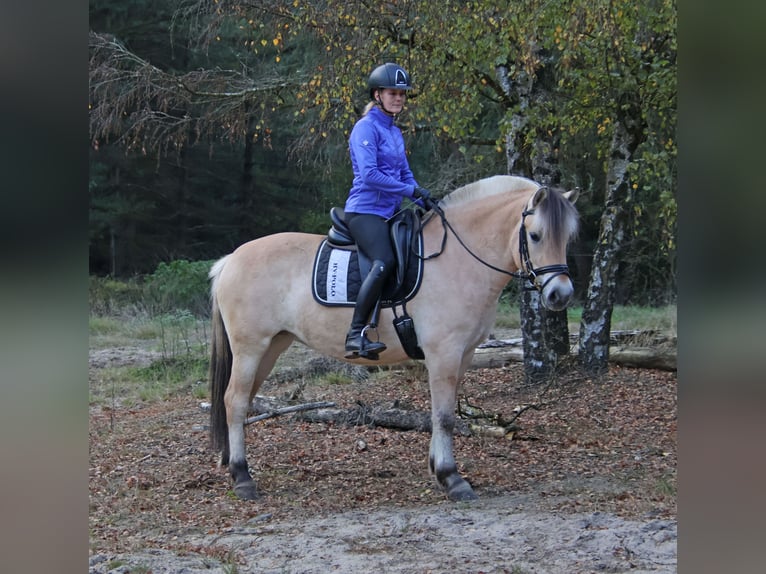 Caballo del fiordo noruego (Fjord) Caballo castrado 3 años 149 cm  in Beek en Donk