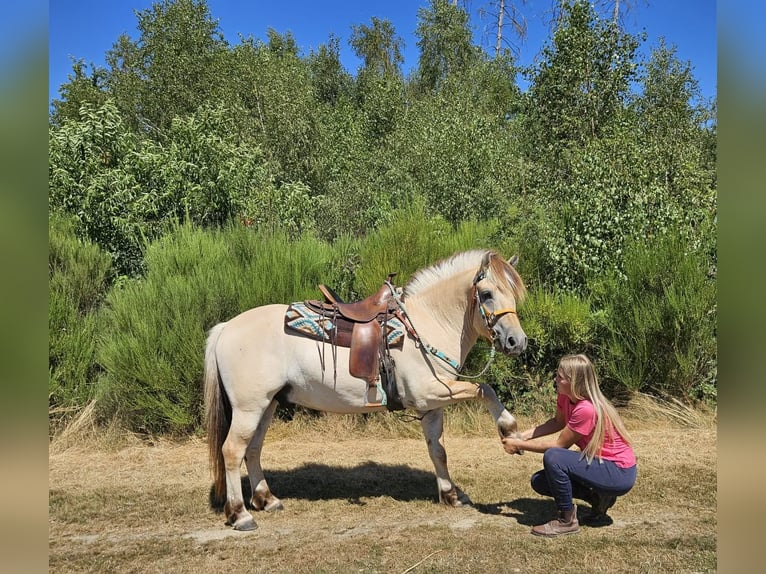 Caballo del fiordo noruego (Fjord) Caballo castrado 3 años 150 cm Bayo in Linkenbach