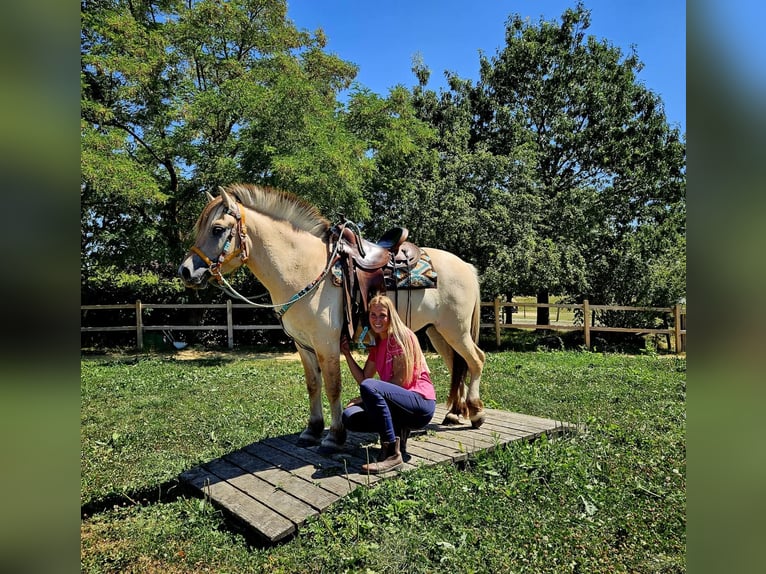 Caballo del fiordo noruego (Fjord) Caballo castrado 3 años 150 cm Bayo in Linkenbach