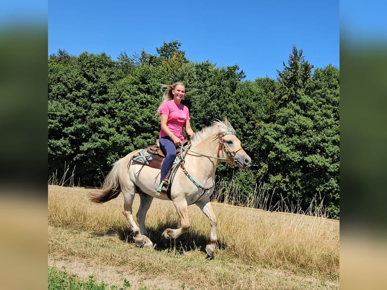 Caballo del fiordo noruego (Fjord) Caballo castrado 3 años 150 cm Bayo in Linkenbach