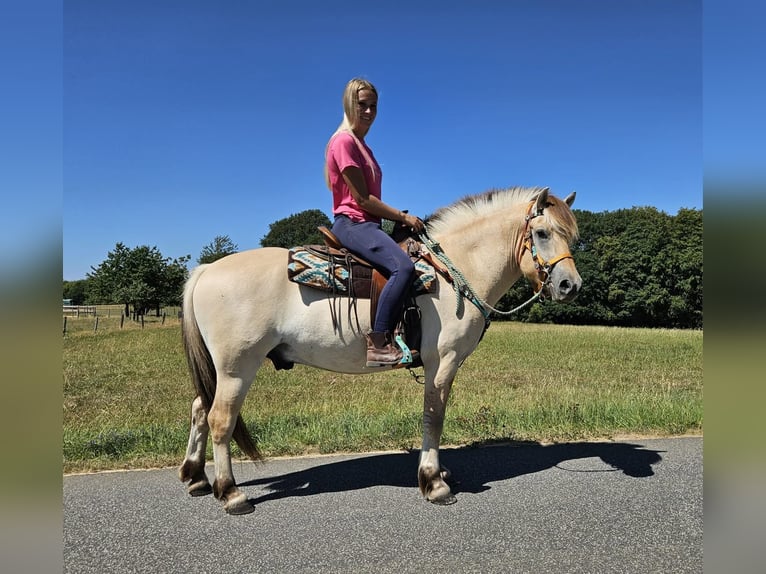 Caballo del fiordo noruego (Fjord) Caballo castrado 3 años 150 cm Bayo in Linkenbach