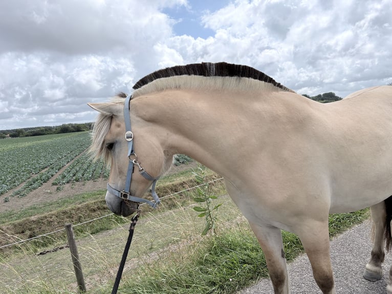 Caballo del fiordo noruego (Fjord) Caballo castrado 3 años 150 cm Palomino in rockanje
