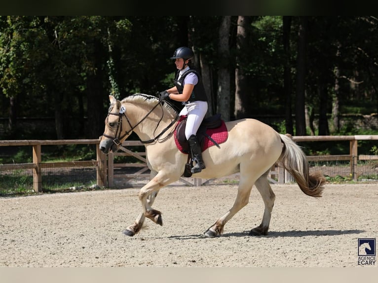 Caballo del fiordo noruego (Fjord) Caballo castrado 3 años 155 cm Bayo in Thiers