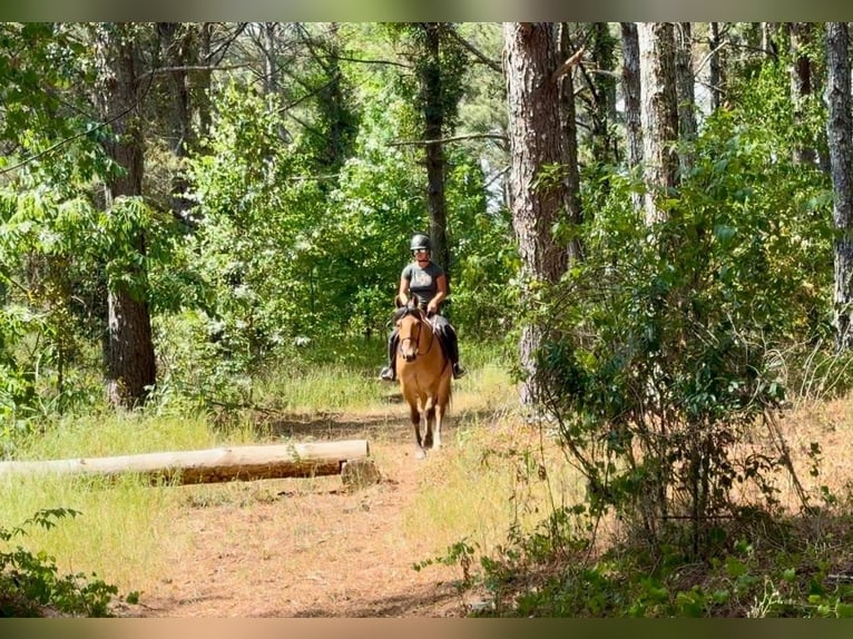 Caballo del fiordo noruego (Fjord) Mestizo Caballo castrado 3 años Bayo in Sherborn