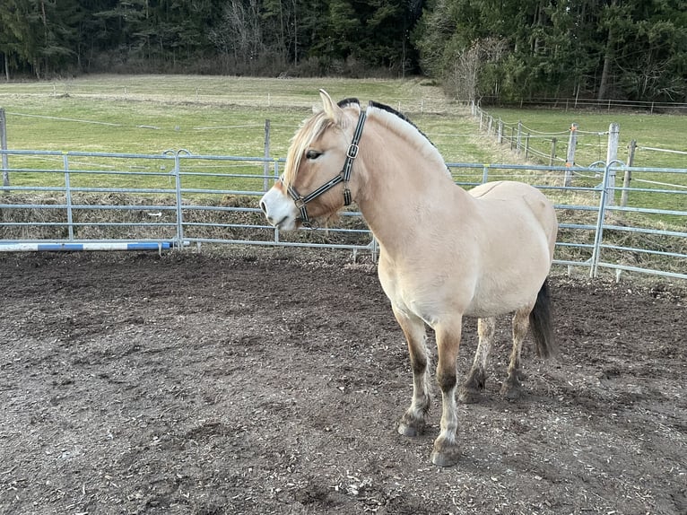 Caballo del fiordo noruego (Fjord) Caballo castrado 4 años 141 cm Bayo in Loßburg