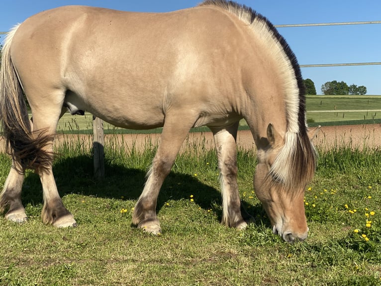 Caballo del fiordo noruego (Fjord) Caballo castrado 4 años 142 cm Bayo in Homberg (Ohm)