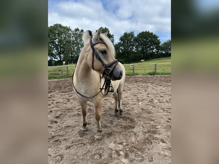 Caballo del fiordo noruego (Fjord) Caballo castrado 4 años 144 cm Bayo in Neu Duvenstedt