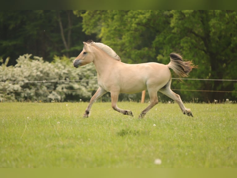 Caballo del fiordo noruego (Fjord) Caballo castrado 4 años 144 cm Bayo in Neu Duvenstedt