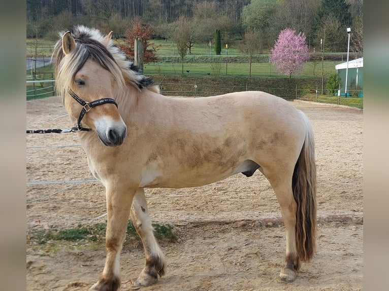 Caballo del fiordo noruego (Fjord) Caballo castrado 4 años 147 cm Bayo in Güntersleben