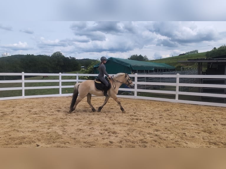 Caballo del fiordo noruego (Fjord) Caballo castrado 4 años 151 cm Bayo in Morsbach