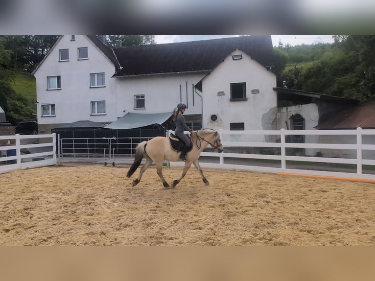 Caballo del fiordo noruego (Fjord) Caballo castrado 4 años 151 cm Bayo in Morsbach
