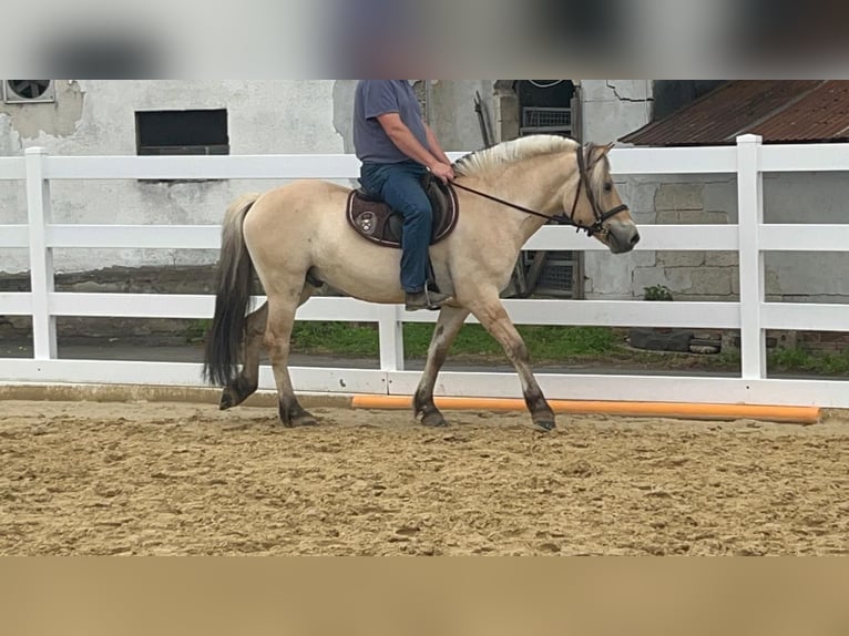 Caballo del fiordo noruego (Fjord) Caballo castrado 4 años 151 cm Bayo in Morsbach