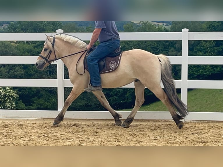 Caballo del fiordo noruego (Fjord) Caballo castrado 4 años 151 cm Bayo in Morsbach