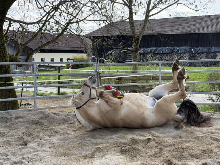 Caballo del fiordo noruego (Fjord) Caballo castrado 4 años 152 cm Bayo in Ebersberg