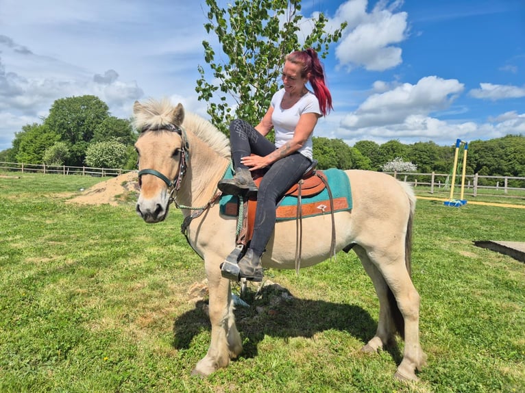 Caballo del fiordo noruego (Fjord) Caballo castrado 5 años 148 cm Bayo in Linkenbach