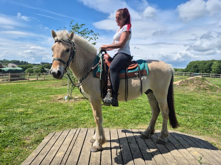 Caballo del fiordo noruego (Fjord) Caballo castrado 5 años 148 cm Bayo in Linkenbach