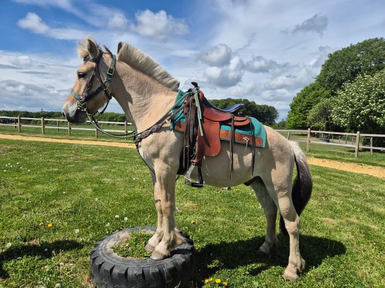 Caballo del fiordo noruego (Fjord) Caballo castrado 5 años 148 cm Bayo in Linkenbach