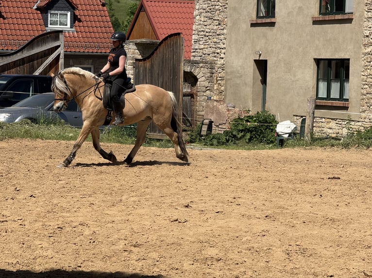Caballo del fiordo noruego (Fjord) Caballo castrado 5 años 154 cm Bayo in Gerbstedt