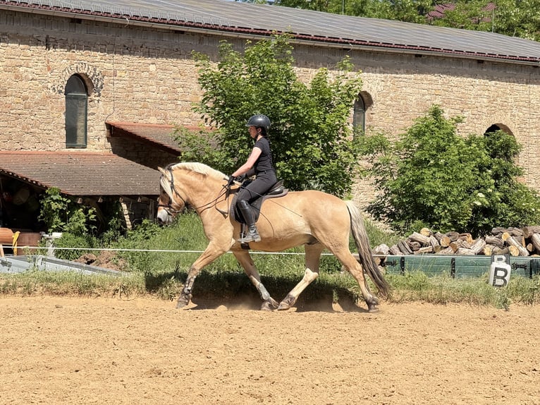 Caballo del fiordo noruego (Fjord) Caballo castrado 5 años 154 cm Bayo in Gerbstedt