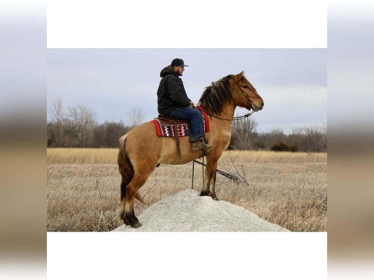 Caballo del fiordo noruego (Fjord) Mestizo Caballo castrado 5 años 160 cm Bayo in Battle Creek