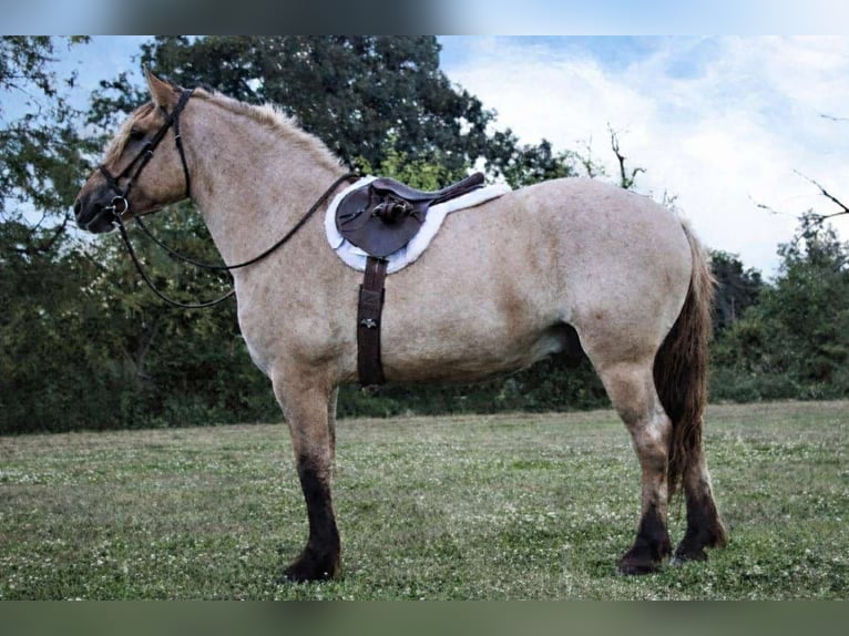 Caballo del fiordo noruego (Fjord) Mestizo Caballo castrado 5 años 160 cm Bayo in Battle Creek