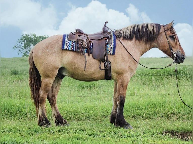 Caballo del fiordo noruego (Fjord) Mestizo Caballo castrado 5 años 160 cm Bayo in Battle Creek