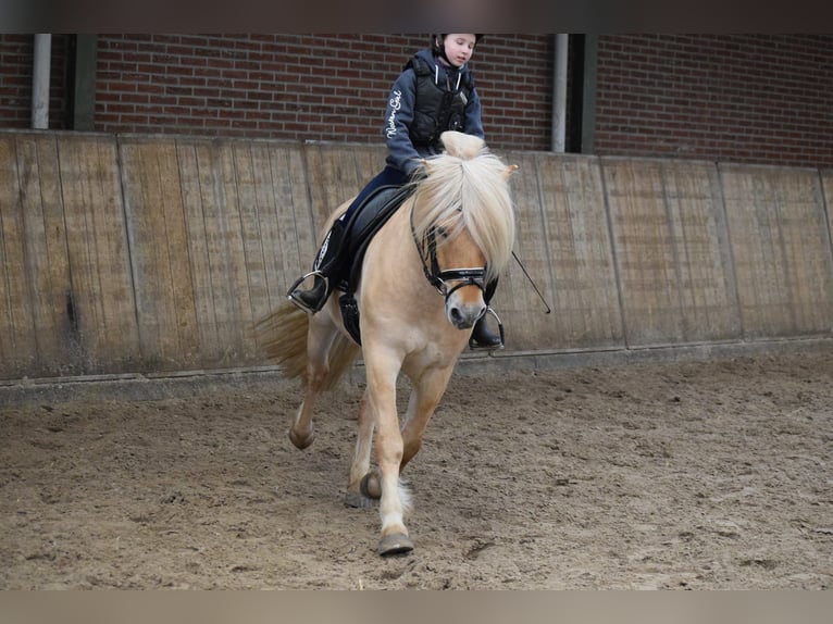 Caballo del fiordo noruego (Fjord) Caballo castrado 6 años 142 cm Bayo in Melderslo