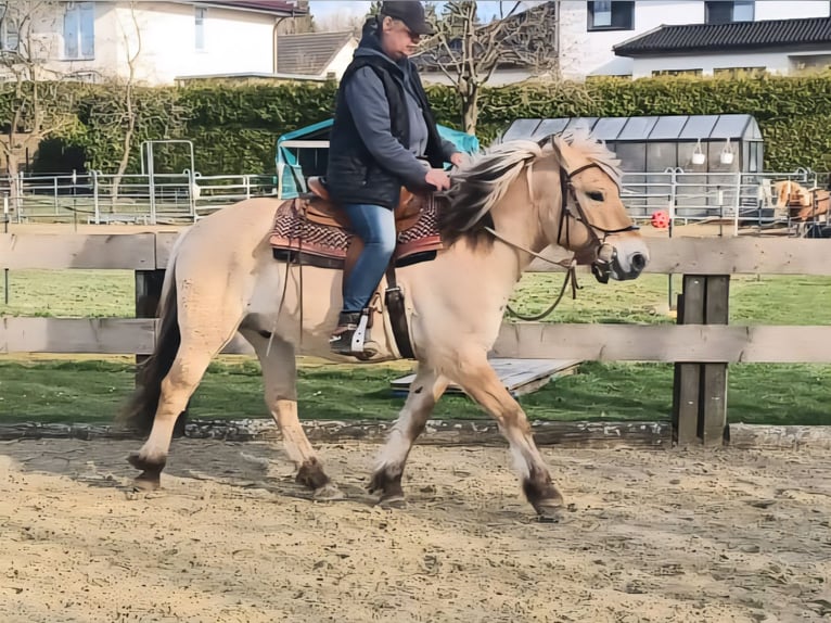Caballo del fiordo noruego (Fjord) Caballo castrado 6 años 150 cm Bayo in Lichtenau
