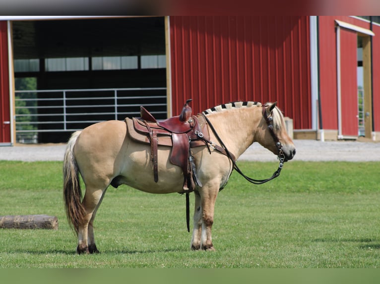 Caballo del fiordo noruego (Fjord) Caballo castrado 6 años Palomino in Millersburg